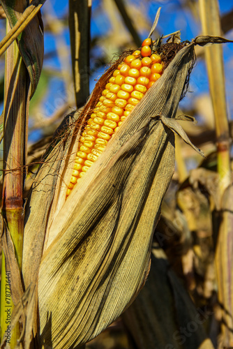 ear of ripe corn