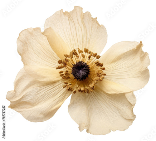 PNG Real Pressed a single anemone flower petal plant white.