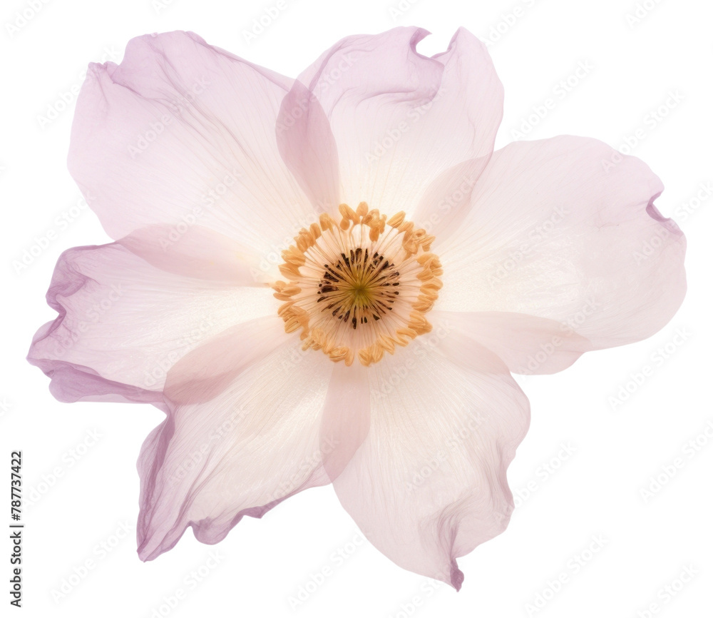 PNG Real Pressed a single anemone flower blossom petal plant. PNG Real Pressed a single anemone flower blossom petal plant.