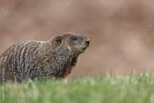 A groundhog exploring in springtime
