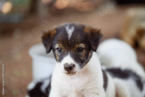 Brown white puppy looking something, Cute pet