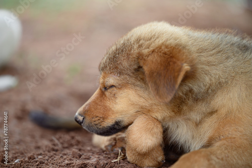 Brown puppy sleeping on the ground in summer season, Thailand
