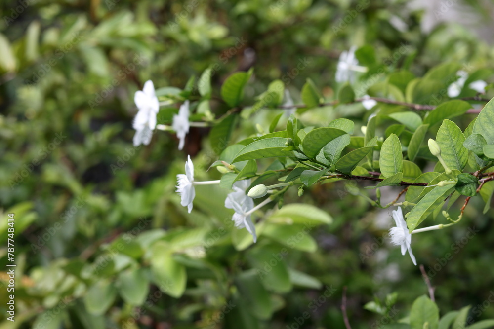 white flowers on the tree