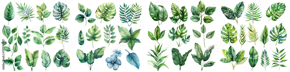 Set of Watercolor Tropical spring green leaves  On A Clean White Background Soft Watercolour Transparent Background