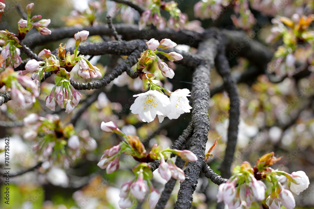 Branches of sakura flowers, cherry blossom
