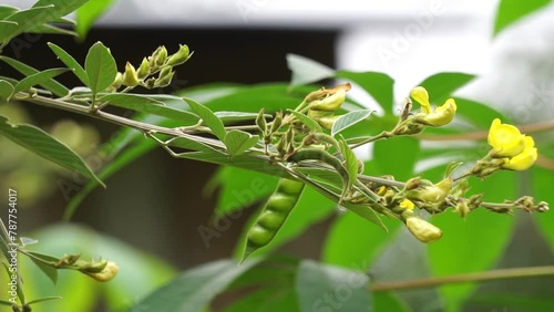 Pigeon pea (Gude, kacang gude, kacang kayo, kacang bali, Cajanus cajan, red gram, tur, pwa kongo, gungo peas) photo