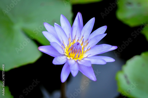 lotus or florescent purple lotus