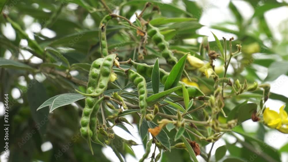 Pigeon pea (Gude, kacang gude, kacang kayo, kacang bali, Cajanus cajan, red gram, tur, pwa kongo, gungo peas) Pigeon pea (Gude, kacang gude, kacang kayo, kacang bali, Cajanus cajan, red gram, tur, pwa kongo, gungo peas)