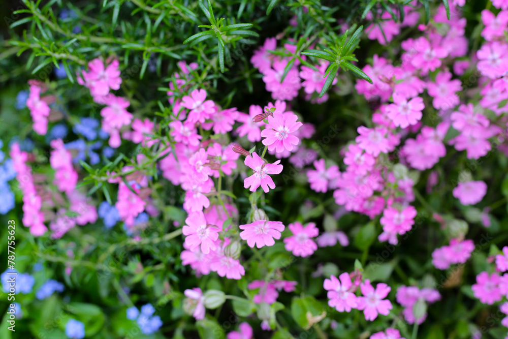 Silene pendula pink flower in the garden Silene pendula pink flower in the garden