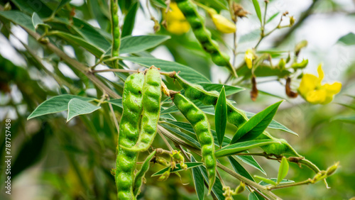 Konstfotografi Pigeon pea (Gude, kacang gude, kacang kayo, kacang bali, Cajanus cajan, red gram