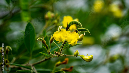 Pigeon pea (Gude, kacang gude, kacang kayo, kacang bali, Cajanus cajan, red gram, tur, pwa kongo, gungo peas) photo