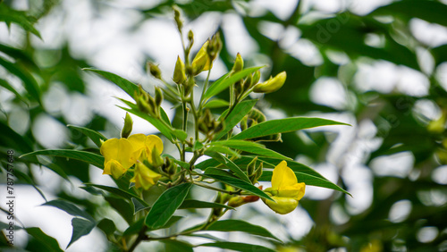 Canvastavla Pigeon pea (Gude, kacang gude, kacang kayo, kacang bali, Cajanus cajan, red gram