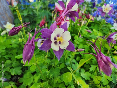 flowers in the garden