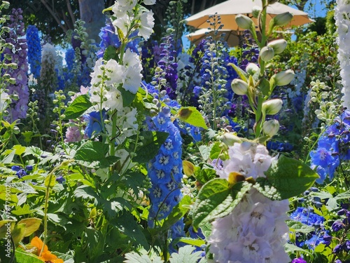 flowers in the garden