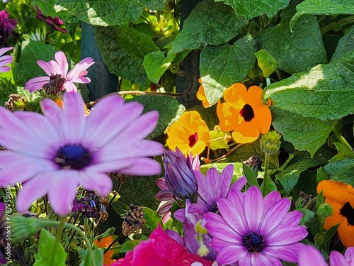 flowers in the garden