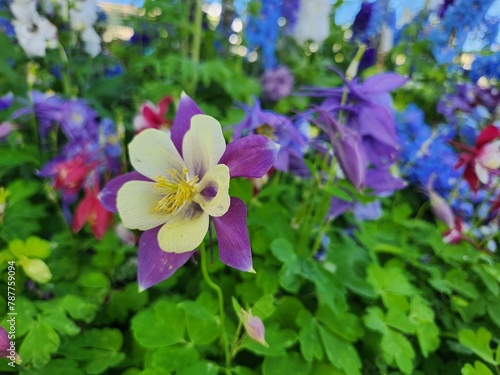 flowers in the garden