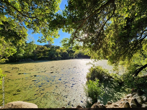 swamp with trees