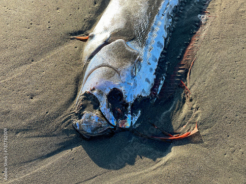 湘南の砂浜に打ち上げられたリュウグウノツカイ photo