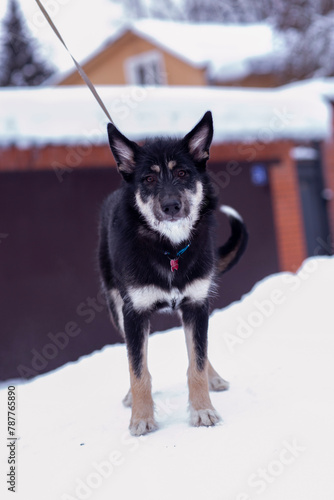  shepherd dog puppy full body photo on leash on white snow forest background