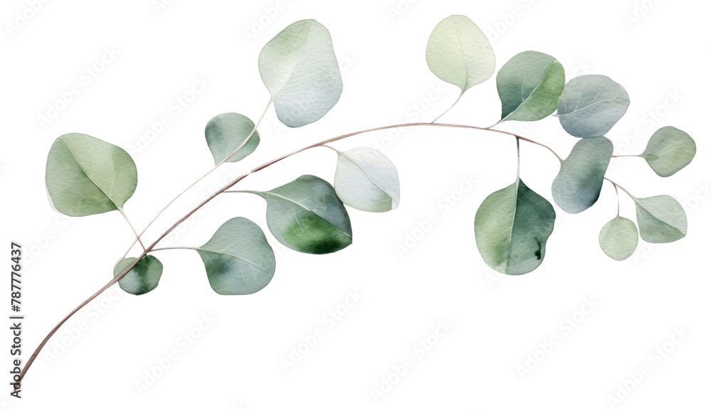 Obraz premium PNG Eucalyptus branch plant leaf tree.