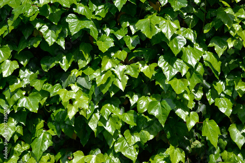 Wallpaper Mural 蔦壁　葉模様 Torontodigital.ca