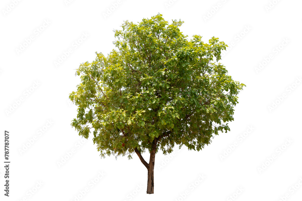 A tree is standing alone on a white background. The tree is tall and has green leaves.