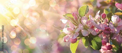 Apple blossoms above a blurred nature backdrop, representing spring flowers.