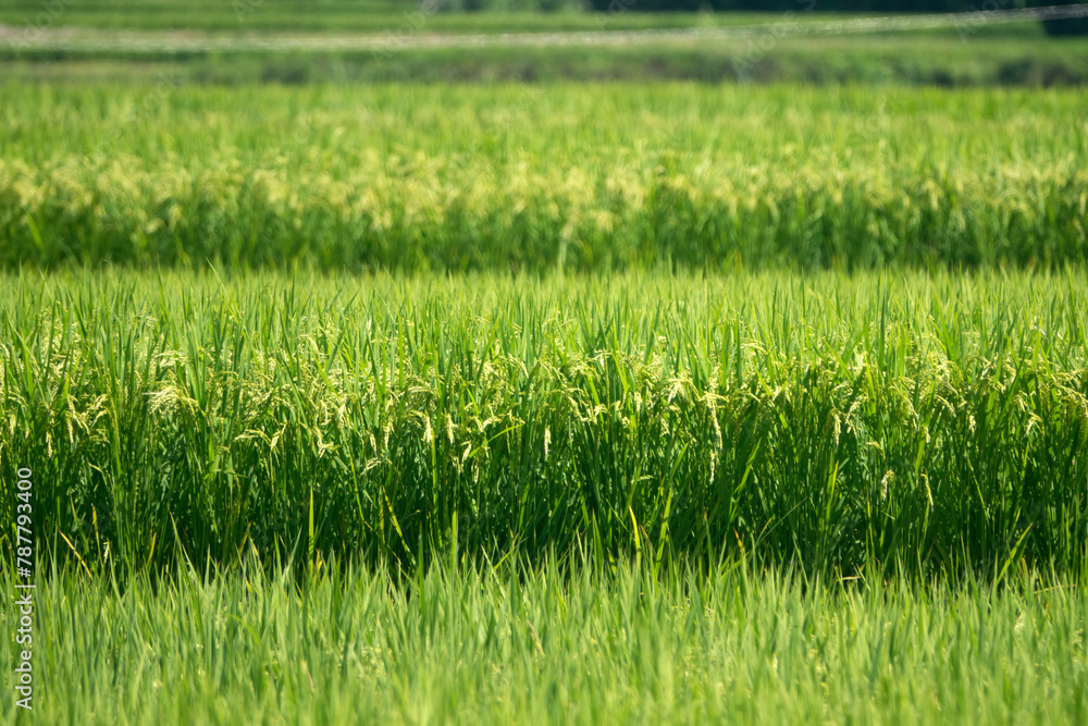 View of the rice field