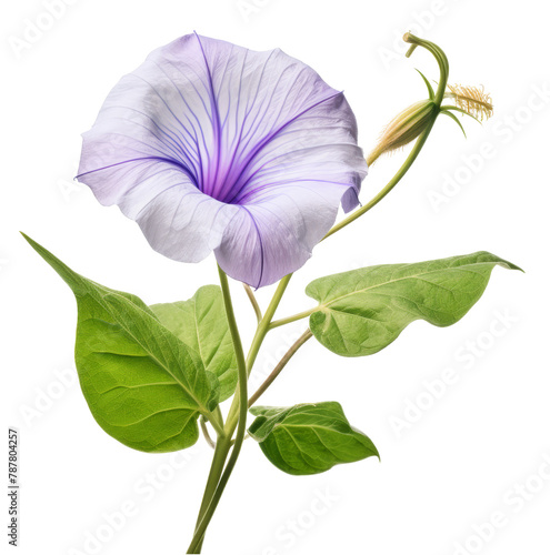 morning glory isolated on transparent background
