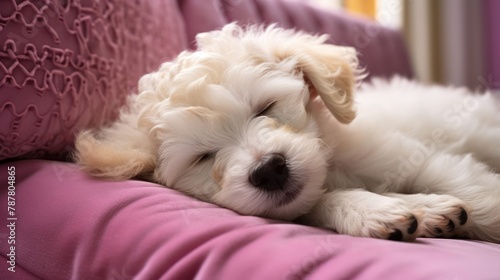 Bichon Frise dog peacefully asleep on a plush and cozy sofa