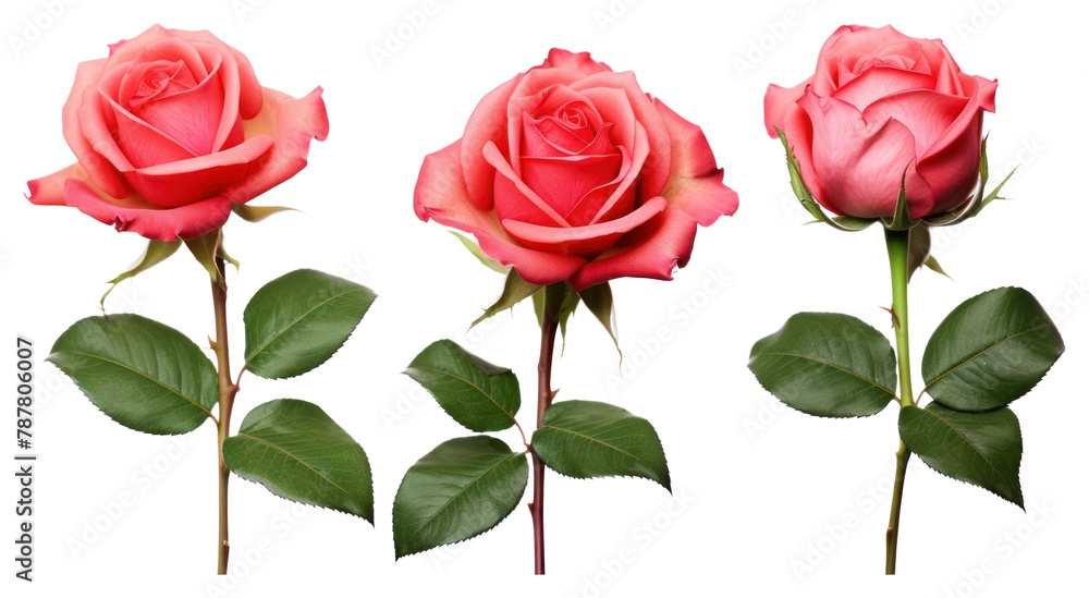 PNG Roses flower plant white background. AI generated Image by rawpixel.