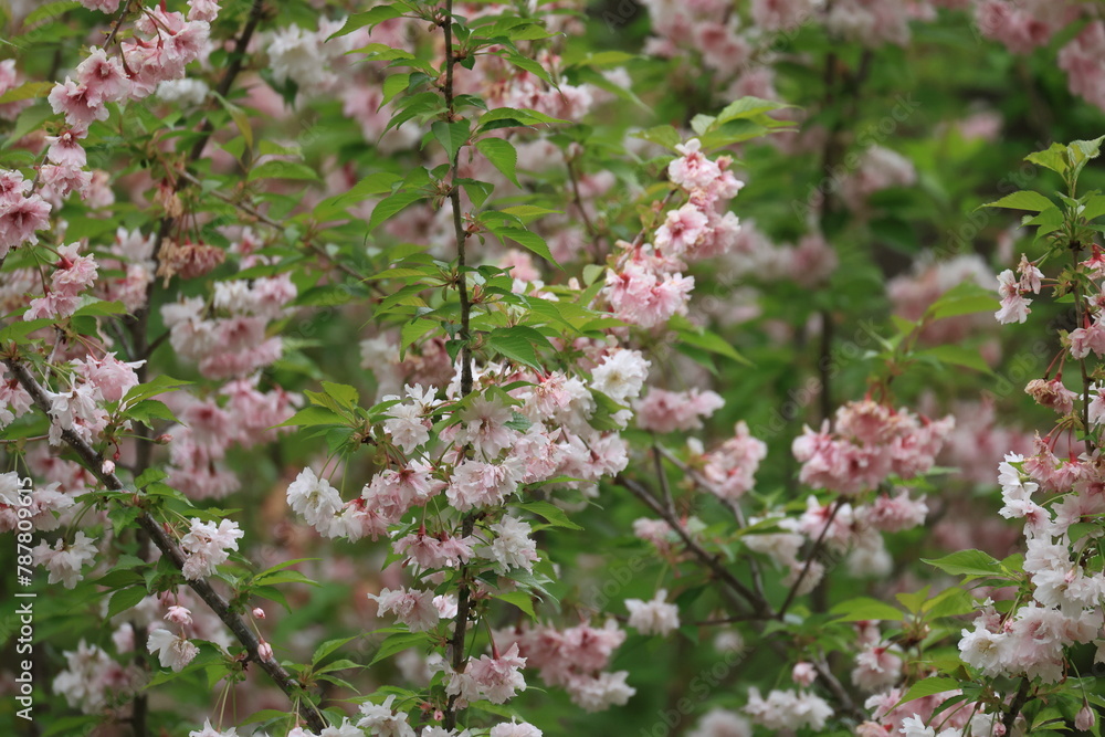 葉が付いた開花した桜の花 葉が付いた開花した桜の花