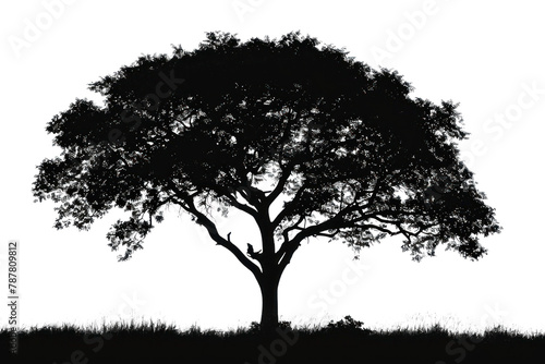 PNG  Sillhouette Black and white isolate tree silhouette plant black.