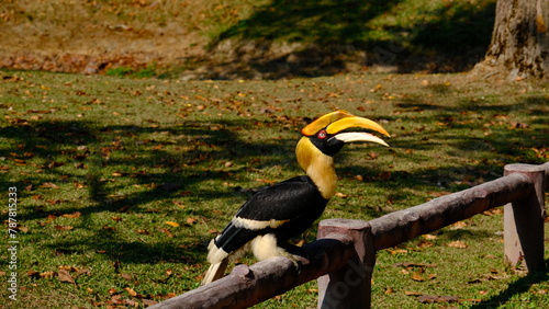 Great Hornbill perched on a wooden fence.