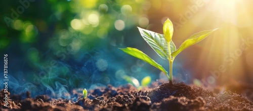 Concept of starting new life with the planting of a seed in soil under sunlight.