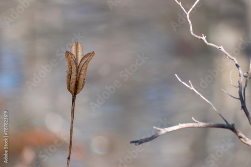 冬の公園の池の畔にきれいな形の枯れたタカサゴユリ
