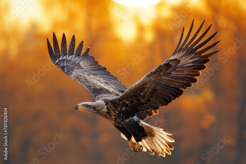 A large eagle is flying in the sky with the sun in the background photo