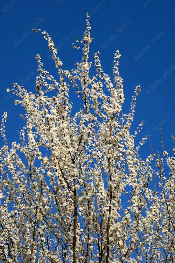 Tree with white flowers blooming on the blue sky background