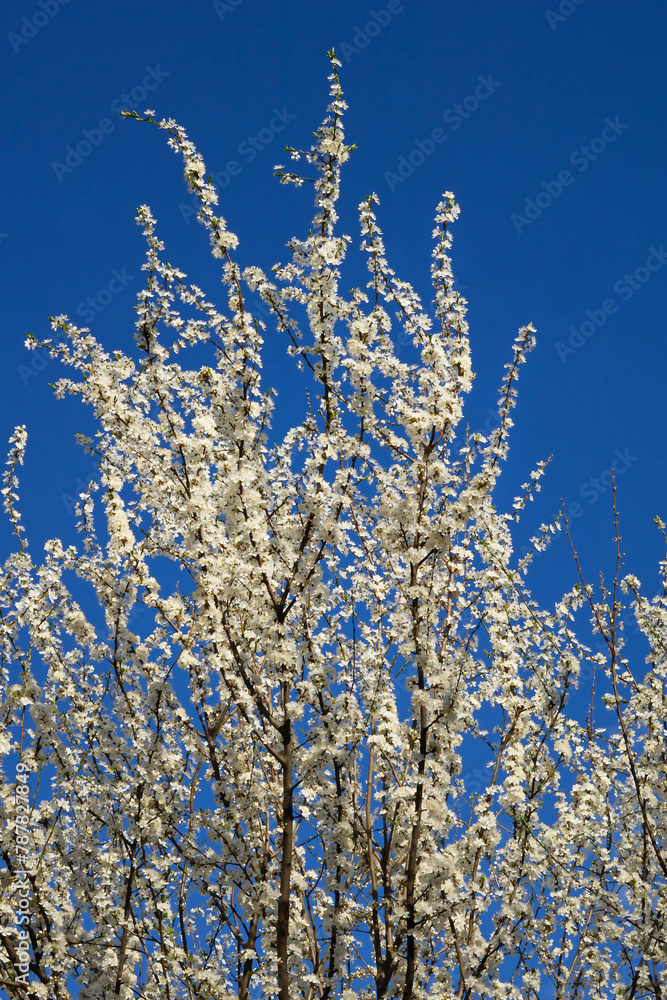 Tree with white flowers blooming on the blue sky background Tree with white flowers blooming on the blue sky background