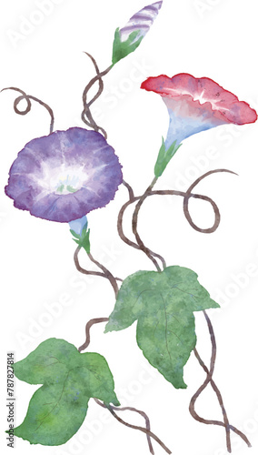 水彩で描いた朝顔のベクター素材のイラスト