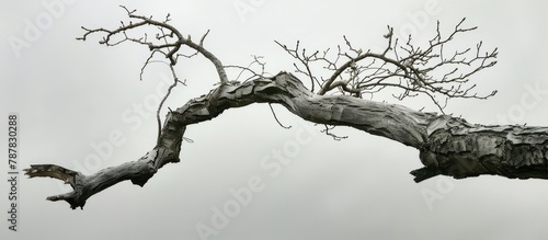 tree limb separated