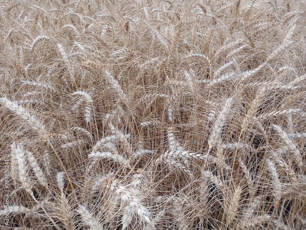 brown wheat stalks in a field brown wheat stalks in a field