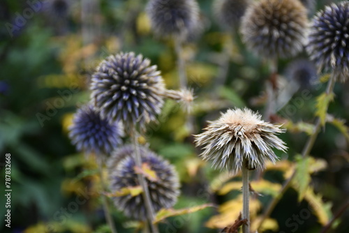 thistle flower in bloom photo