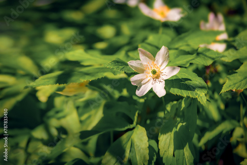 Macro view of white Anemone flower on green meadow. First plants in the spring forest. Attractive morning scene of woodland glade in March with. Beautiful floral background. Long focus picture. © Andrew Mayovskyy