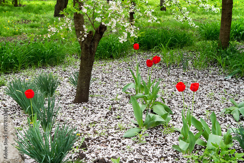 Spring garden. The ground is dotted with white petals of fruit trees. Tulips are blooming in the flower bed. Blooming of a spring garden.