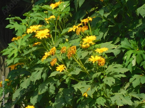 mexican sunflower weed, tithonia diversifolia.