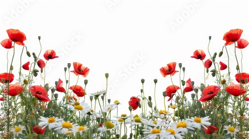 An image with a white background and chamomile and poppies in red © Mark
