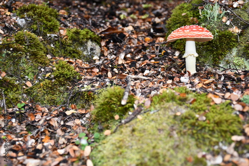 mushroom in a forest