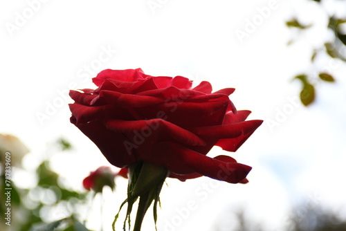 red rose on white background