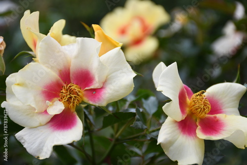 pink and white orchid